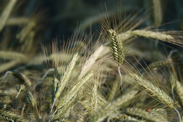 Zielone kłosy pszenicy na wiejskim polu podczas pięknej słonecznej pogody.  © tomo81