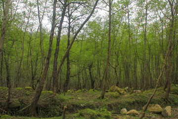 Fototapeta premium Verdant forest in Mazandaran, Iran, where tangled branches and lush foliage form a tranquil, untouched natural sanctuary. 