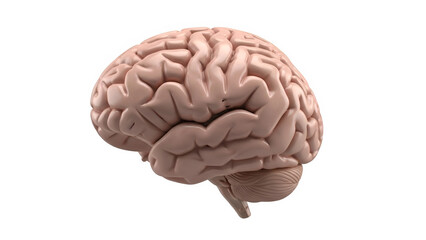 A detailed anatomical rendering of a human brain, showcasing its complex surface convolutions and structure.