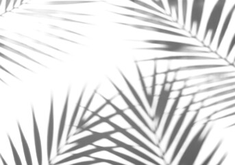 Obraz premium Crisp, soft, diffused shadows of tropical palm fronds cast dynamically onto an impeccably clean, bright white background, overhead flat lay with bright studio lighting. Minimalist summer tropical