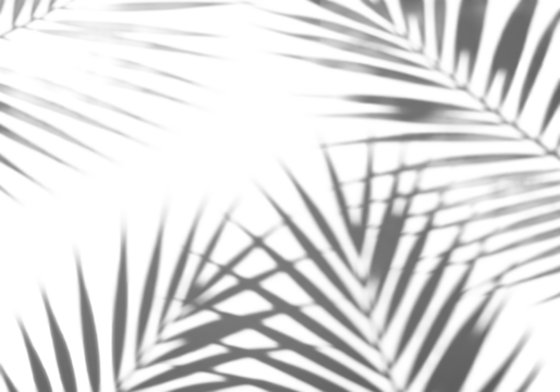 Crisp, soft, diffused shadows of tropical palm fronds cast dynamically onto an impeccably clean, bright white background, overhead flat lay with bright studio lighting. Minimalist summer tropical