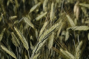 Zielone kłosy pszenicy na wiejskim polu podczas pięknej słonecznej pogody.  © tomo81