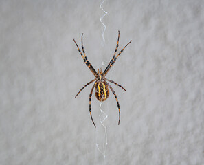 Spider wasp. A detailed close up of a yellow and black spider, spider wasp, hanging upside down...