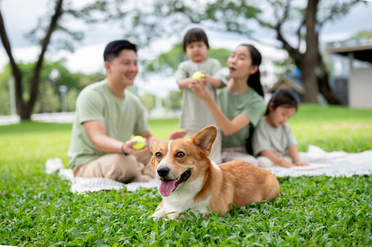 Corgi puppy laying on grass as dad and son holding ball and mom daughter sits on picnic mat in park.