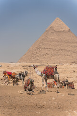 Camels and horse carriage waiting for tourists near the great pyramid of giza