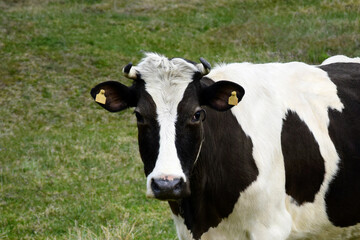 One black and white spotted cow grazing in early spring on  green meadow. Close-up. Selective focus.