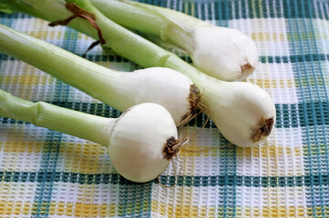 Onion, freshly plucked from the garden.