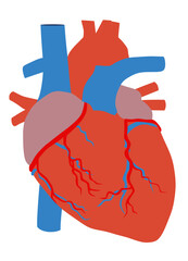 Human Heart Anatomy Detailed Illustration of Cardiovascular System