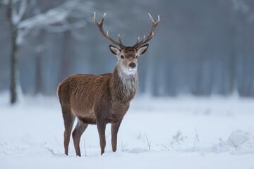 Deer Standing in Deep Snow Winter Landscape Calm Peaceful Wildlife Animal Mammal