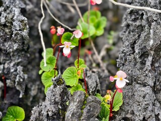 
Begonia soluta Craib is an endemic plant of Thailand, found in Doi Hua Mot, Umphang District, Tak Province.
