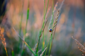 Ladybug on a blade of grass