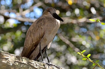 Hamerkop bird on tree