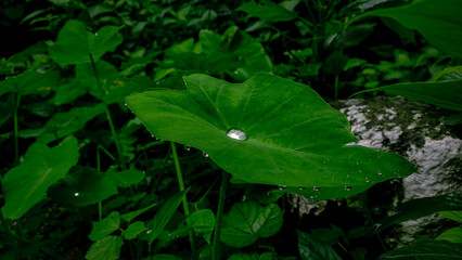 rain drops on a leaf of tora plant.