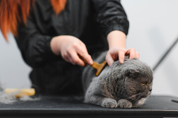 Woman hands combing fur of a cat with brush. Woman taking care of pet removing hair at home. Cat...