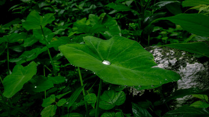 rain drops on a leaf of tora plant.