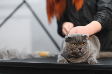 Cat grooming in pet beauty salon. Grooming master cuts and shaves a cat, cares for a cat. The vet...