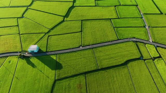 Aerial view of Beautiful rice fields and road, Taiwan