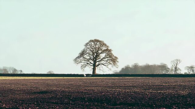 Single tree on plowed field