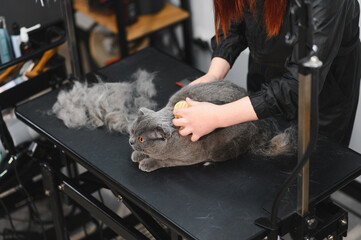 Woman hands combing fur of a cat with brush. Woman taking care of pet removing hair at home. Cat...