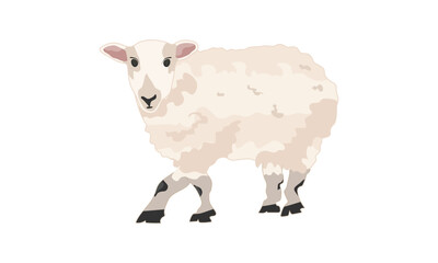 A cute sheep in a cartoon style, a sheep animal vector illustration isolated on a white background