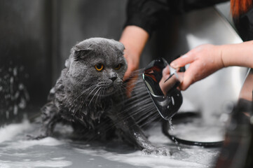 Woman washing cat in grooming salon. Cat bathing
