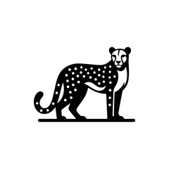 leopard on a white background