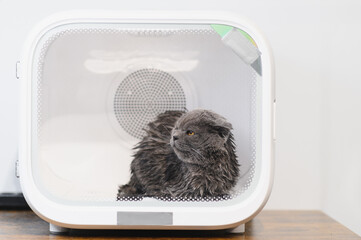 Automatic box dryer for cats and dogs. Grooming salon