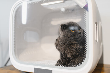 Automatic Pet Dryer Box for Cats and Small Dogs,Ultra Quiet Dog Hair Dryer,The owner is bathing a...