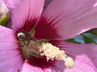 bee on pink flower