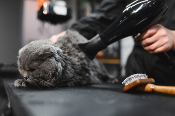 Grooming Salon. Closeup of cat. The cat is dried with a hair dryer. groomer concept