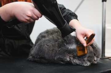 Portrait of cat drying under hairdryer after bath on grooming salon