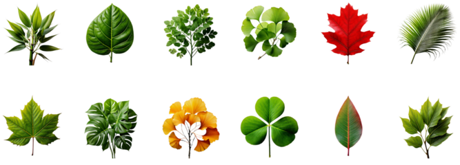 Collection of Various Green Yellow Red Leaves Isolated on White