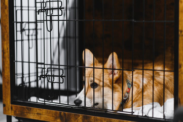 Portrait of a dog sitting in a cage or aviary in an animal shelter.