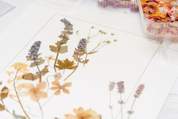 Herbarium. Dried various flowers and leaves. A woman makes an applique of dried flowers. 
