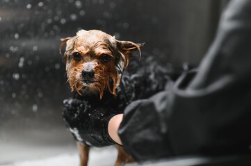 Groomer washing a dog at the bath of grooming salon