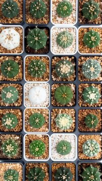 Astrophytum asterias cacti collection in square plastic pots from above with diverse patterns and colors, brown and white gravel