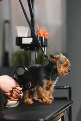 The pet groomer dries dog hair with a hair dryer. Grooming Salon