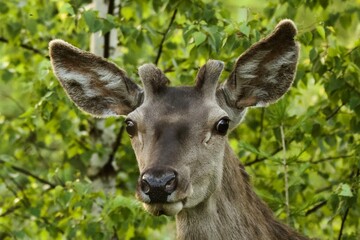 deer in the forest