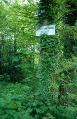 Pancarte, Foret, décharge interdite, lierre, hedera helix,