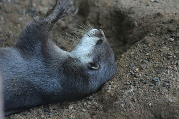 an otter lying down