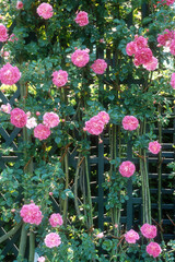 Rose, variete Alexandre Girault