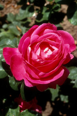 Rose, variete Edouard Heriot