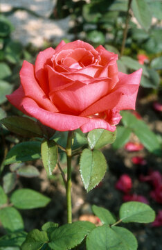 Rose, variete Magicienne