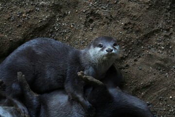 an otter looking at the camera