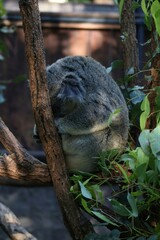 koala sleeping on a branch