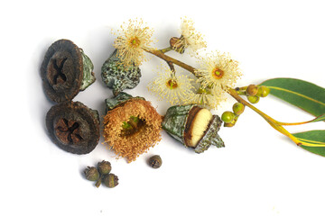 Organic eucalyptus branch with flowers and seeds isolated on white