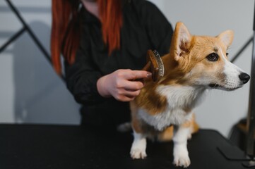 Grooming animals, grooming, drying and styling dogs, combing wool. Grooming master cuts and shaves, cares for a dog