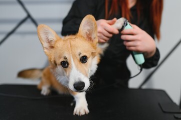 Female trimmer cutting hair on the Yorkshire Terrier