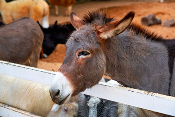 Donkey leans over a fence, engaging with visitors at a rural farm. The scene captures the animal's...