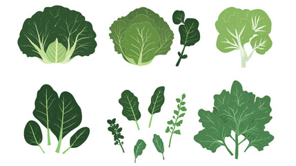 Green Cabbage Isolated – Fresh Vegetable Vector on White Background